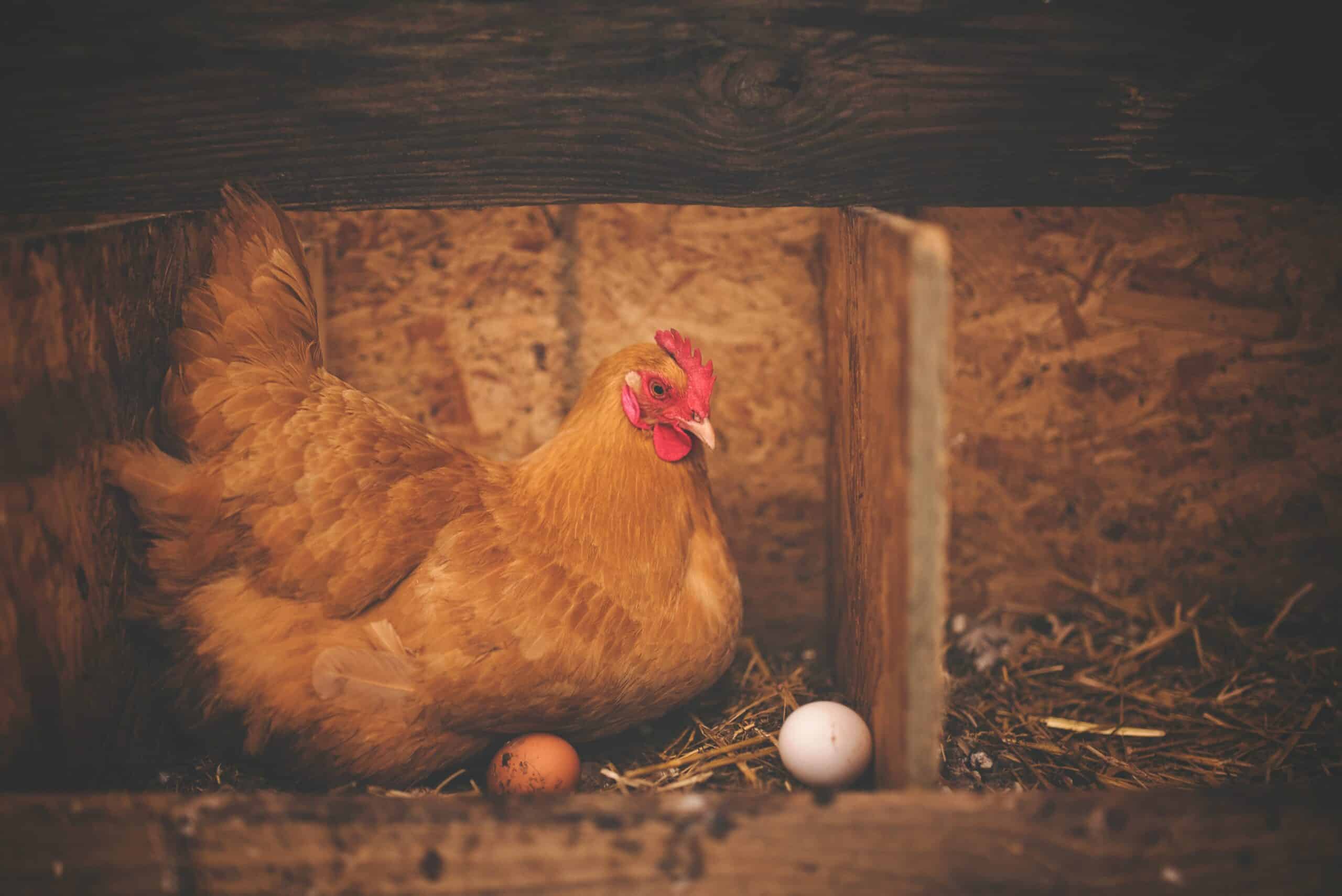 The Ultimate Guide to Raising Chickens for Eggs: Everything You Need to Know