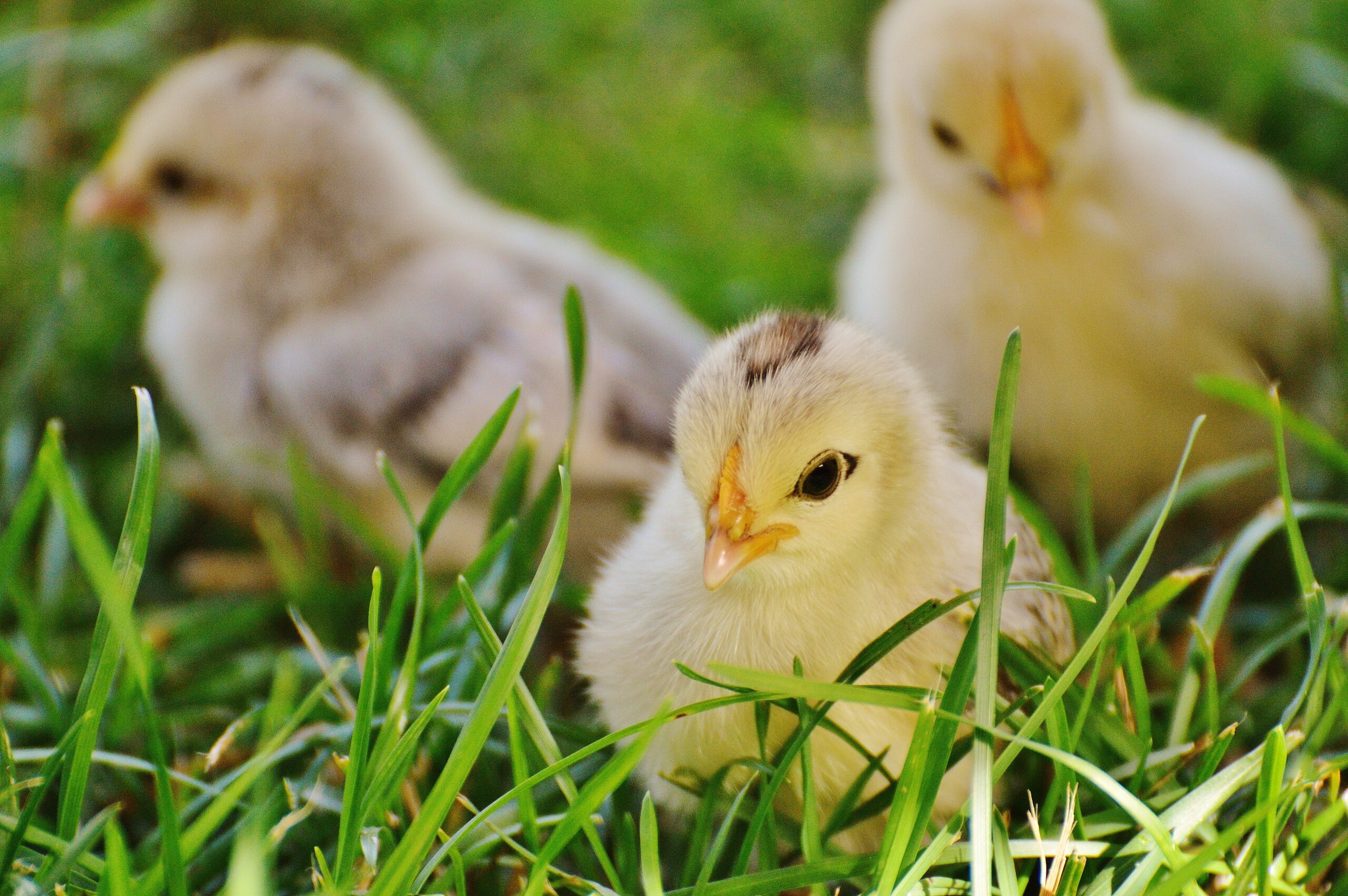 The Best Egg Laying Chicken Breeds: A Comprehensive Guide